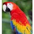 arara.webp