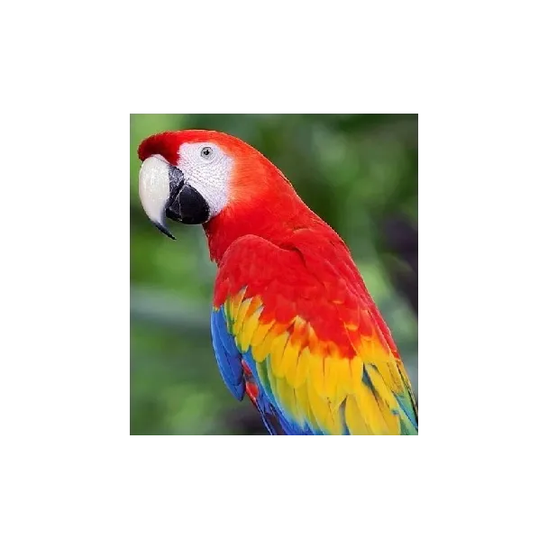arara.webp